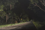 Road Through Jerrara (oil on canvas) 75 x 105 cm